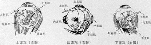 巩膜加固术,眼镜加盟,眼镜品牌